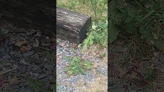 Yellow Jacket Ground Nest Underneath Cross Tire shortsvideo shorts nature [upl. by Milissa]