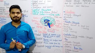 Brain Class 10 By MrHadi  Brain In Urdu Hindi Class 10  Chapter No 12  Coordination And Control [upl. by Isoais]