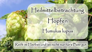 Hopfen als Heilmittel  Humulus lupus  Hanfgewächs  Cannabisverwandt  Dr med PreuMaiwald [upl. by Teferi]