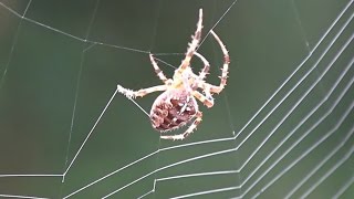 Spider Spinning Its Web  CloseUp [upl. by Weisbart]