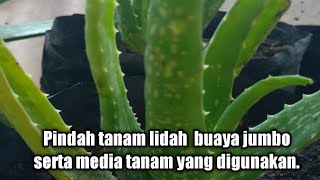 Pindah tanam lidah buaya dan media tanam yang digunakan [upl. by Pare]