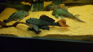 Pleco tank amazon biotope [upl. by Ciro400]