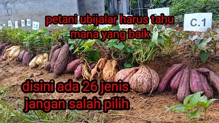 26 jenis ubi jalar petani harus tahu mana yang lebih banyak umbinya [upl. by Nomelihp633]