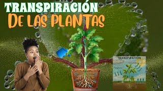 TRANSPIRACIÓN en las PLANTAS [upl. by Mclaughlin235]