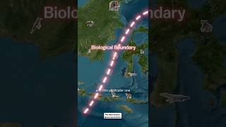 Wallace Line🌎 biological boundaryline shorts viral knowledgeable facts parveenchalotra [upl. by Oeniri97]