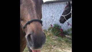 Feeding a horse treats while keeping your fingers  Rick Gore Horsemanship [upl. by Nyleda]