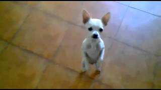 chihuahua che balla il Flamenco [upl. by Frere]