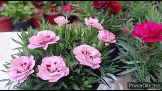 Carnation a tough winter flowering plant amp can be saved in Summers Complete Care [upl. by Swinton]