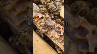 Life in the hive beekeeping honeybee homesteading shorts [upl. by Aime]