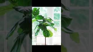 How to PROPAGATE a Fiddle Leaf Fig in under 40 seconds ⚡️ [upl. by Dett633]