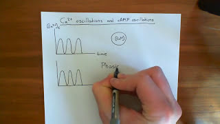 Calcium and Cyclic AMP Oscillations Part 1 [upl. by Mihcaoj208]