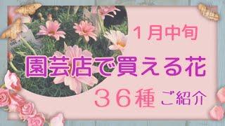 🌹【１月中旬 園芸店で買える花 ３６種ご紹介】オキザリスパープルドレスが被ってしまいました🙏ガザニア→ディモルフォセカです。ごめんなさい🙇 [upl. by Brahear]