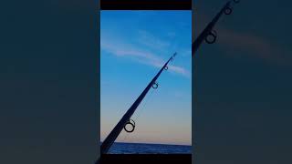 The Needle Fish The Secret to Landing Monster Bluefish [upl. by Kannry]