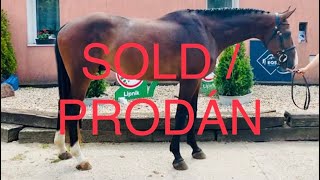 HICKSTEAD´S BOY  GELDING 2019 [upl. by Judd]