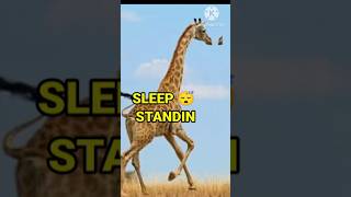 Untrusting facts about Giraffe shorts youtubeshorts [upl. by Eillod]