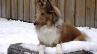 rescued rough collie [upl. by Doug572]