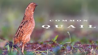 Common Quail bird sounds [upl. by Sherburne]