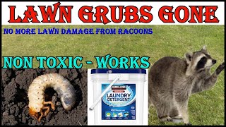 No More Lawn Grubs  No More Raccoons Digging Up My Lawn [upl. by Giannini]