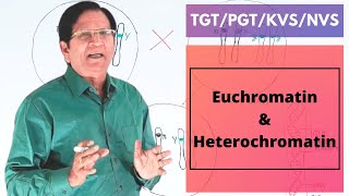 Euchromatin amp Heterochromatin  TGTPGTKVSNVS [upl. by Ilatan]