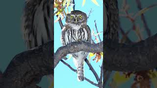 Northern Pygmy Owl Sounds Video Nature Sounds Birds [upl. by Chancey]