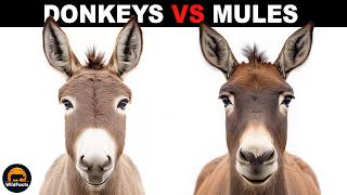 What Is The Difference Between Donkeys And Mules [upl. by Hahn]