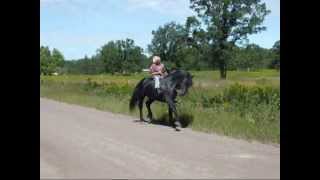 Friesian Stallion Learning tricks [upl. by Ateiluj75]