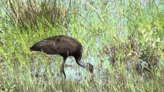 Limpkin eating snail [upl. by Gibbons]