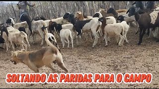 JA TEM PASTAGEM NO CAMPO [upl. by Green307]