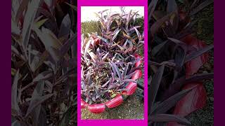 tradescantiapurpuracarretilla [upl. by Ayrolg78]