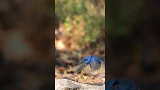 Black naped Monarch take a quick deep [upl. by Mehala928]