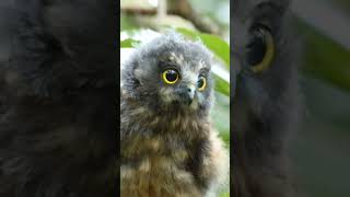 Morepork Ninox novaeseelandiae birds birdwatching owl owlphotography [upl. by Dralliw625]