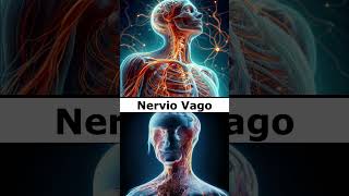 🧠Nervio Vago🧠 [upl. by Aihtnyc]