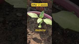 Meesho flower seeds germinate review 🥰 meesho flowers shorts ytshorts trending [upl. by Gylys]