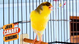 Canary Singing Bird Sounds [upl. by Fruma278]