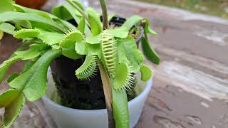 Venus fly trap 9 month update flowering [upl. by Adnohsal]