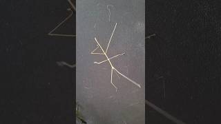 Stick Insect Camouflage in Action Phasmatodeanature insects [upl. by Anatnas]