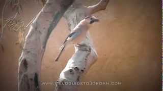 A wild Eurasian Jay remarkably mimics a meowing cat [upl. by Ennovahc]