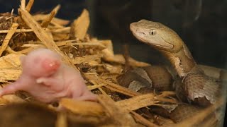 Copperhead Babies Slamming Mice Fresh Out Of Shed [upl. by Von970]