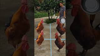 Longtrained rooster tries out for Hunan cuisine brother 3 [upl. by Yarazed]