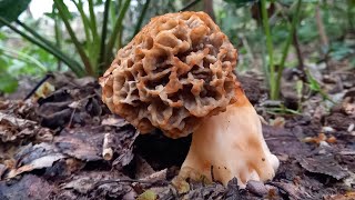 Όμορφες μορχέλεςMorchella vulgaris amp auriculariaauriculajudae amp agrocybe cylindracea 27323 [upl. by Porty288]