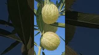 Gomphocarpus physocarpus shortvideo [upl. by Schach]