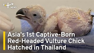 Asias 1st CaptiveBorn RedHeaded Vulture Chick Hatched in Thailand  TaiwanPlus News [upl. by Lenox163]