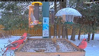 Four Winter Finch Species Forage Together At Ontario Feeders – Jan 9 2024 [upl. by Henricks294]