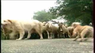 Pierre Trolliet berger avec ses bergers des Pyrénées [upl. by Calle10]