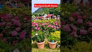 Everland – South Korea’s Ultimate Theme Park Adventureeverland youtubeshorts koreatourism [upl. by Arianne]