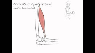 Contraction types skeletal muscle 4 [upl. by Ryann260]