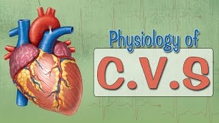 Easy Physiology  CVS  Cardiac Action Potential [upl. by Marcus]