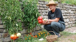 Freiland Tomaten ohne Braunfäule [upl. by Cecilia]