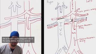 Aorta and IVC breakdown for ultrasound [upl. by Eiaj163]