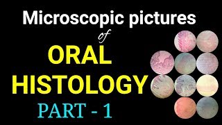 Microscopic pictures of oral histology Dr Poojireddy histological pictures of oral histology [upl. by Bertold]